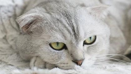 《明日方舟：终末地》武器排行榜：各职业最佳武器推荐